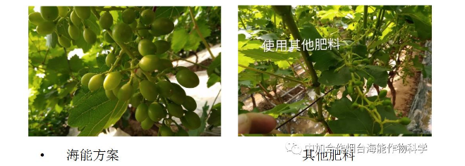 久久久久久久精品免费久精品蜜桃生物高品質葡萄全程“傻瓜式”施肥方案